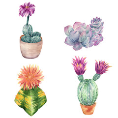Watercolor set of blooming cacti in pots on a white background.  Watercolor graphic for fabric, postcard, greeting card, book, poster, tee-shirt.
