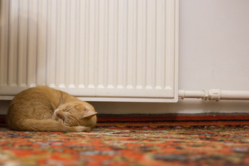 ginger cat sleeping near heater