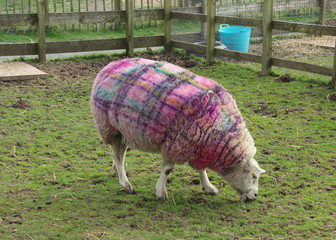 tartan sheep