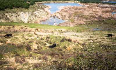 Anadolu geography and water buffalo near the Istanbul, Turkey