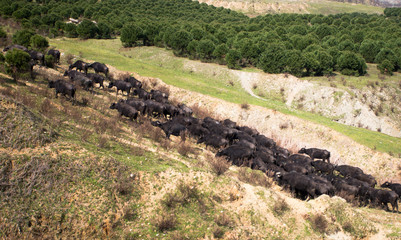 Anadolu geography and water buffalo near Istanbul, Turkey