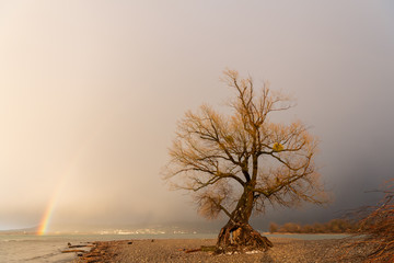 Old isolated willow on the shore of lake Constance