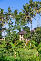 Fototapeta na wymiar Landscape with green palm tree and a stone home on a sunny day in Bali Island, Indonesia. Nature and travel concept