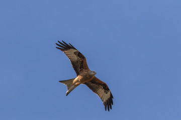RED KITE IN FLIGHT