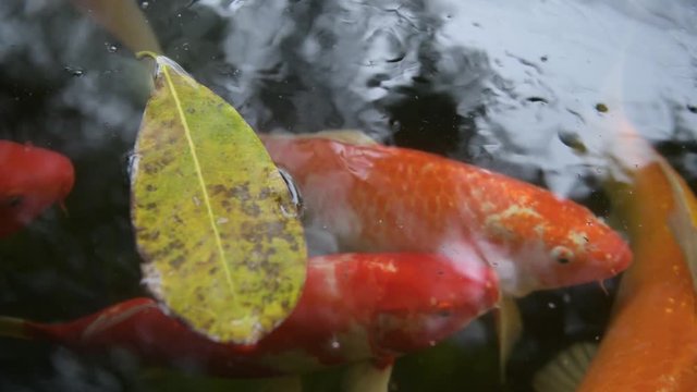 Koi fish or Amur carp fish slow motion swimming in pond. It more specifically nishikigoi and colored varieties of carp in outdoor pond or garden and waterfall. It golden red orange and yellow of body