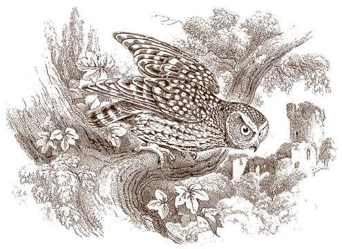 Naked-footed night owl scotophilus nudipes sitting on branch in front of castle ruin. Illustration after antique steel engraving from early 19th century