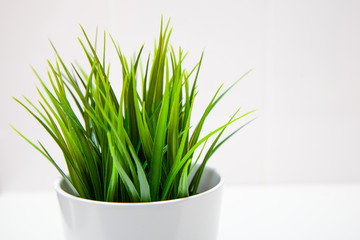 Closeup modern clean kitchen interior in scandinavian style with flower pot and grass plant on empty white wall background, place for your text. Minimal composition.