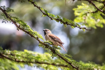 kenya sparrow sitting on a branch