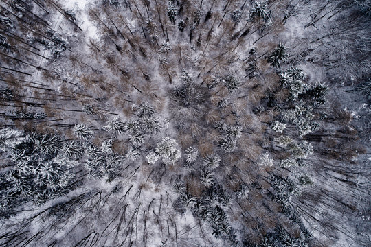 Austria, Wienerwald, snowy forest in December, aerial view