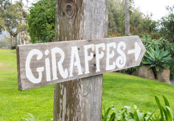 a weathered wooden sign with the word Giraffes and an arrow pointing to the right in a lush zoological park