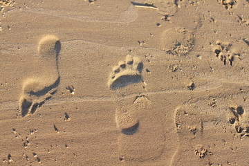 footprints in the sand