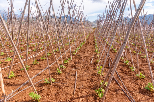 Spain, Andalucia, Zaffaraya valley, field of Runner Bean