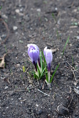 Obraz premium Blooming crocuses in early spring