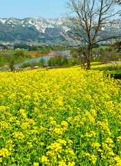 菜の花畑と山々
