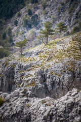 Rock with some trees in national park Rosandra in Italy,