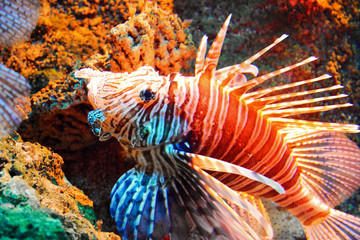 tropical fish in aquarium