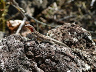 A Lava Lizard, Galapagos