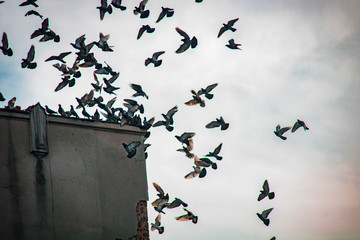 Flock of pigeons landing