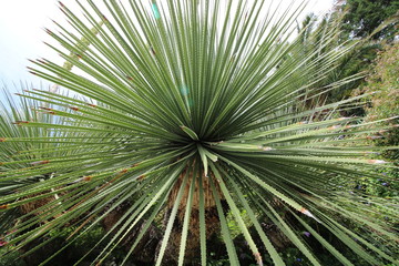 Spike plant closeup