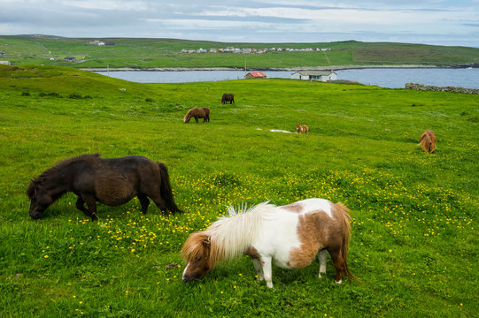United Kingdom, Scotland, Shetland Islands, Shetland ponies