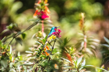 variable sunbird sitting on a branch of a tree