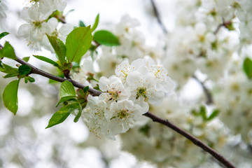 Apple tree flowers spring white awakening nature 