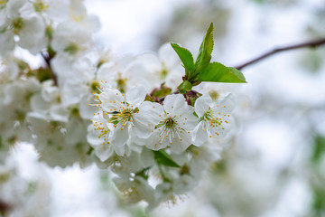 Apple tree flowers spring white awakening nature 
