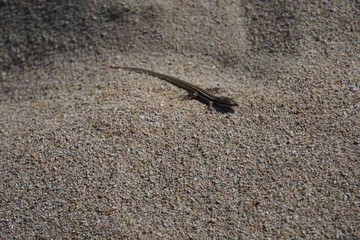 Small lizard on the sand by the beach on Fuerteventura