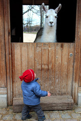 Lama Stall kleines Kind lustig süß Kinder und Tiere