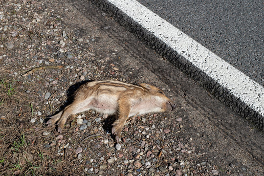 A small boar killed on a busy road. Forest animals hit by cars.