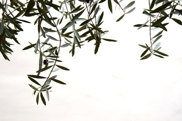 Olivenzweige mit Oliven vor hellen Hintergrund