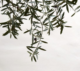 Palmzweige - Palmsonntag