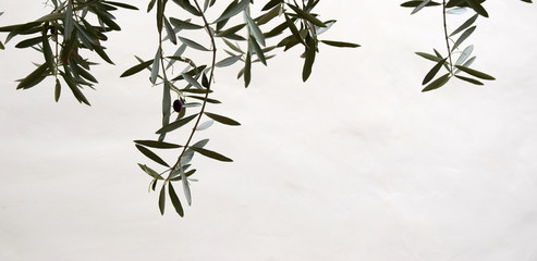 Palmzweige - Olivenzweige freigestellt