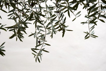 Olivenzweige freigestellt vor hellen Hintergrund