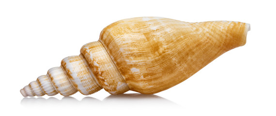 Sea shell, isolated on white background