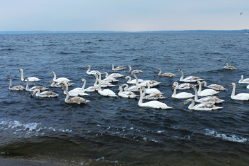 Beatiful swans, birds , water,  white swan,  blue lake,  flock 