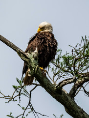 BALD EAGLE