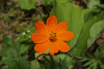 Gerbera, Izu Peninsula, Japan