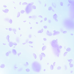 Violet flower petals falling down. Extra romantic 