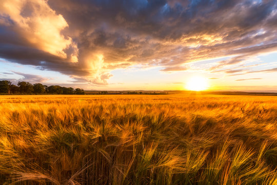 United Kingdom, East Lothian, barley field at sunset