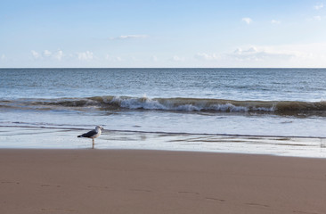 A seagull on a calm beach with blue sky and white clouds in the background