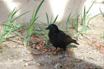カラス