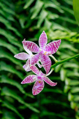 Orchid flowers