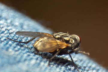 fly