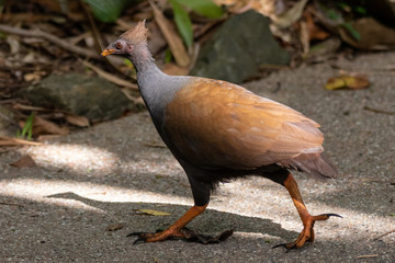 Orange-footed scrubfowl (Megapodius reinwardt)