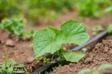 Cucumber sprouts in the field , seedlings in the farmer's garden , agriculture, plant and life concept soft focus, narrow depth of field