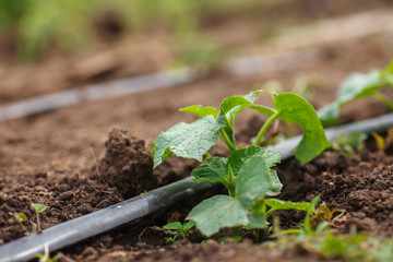 Cucumber sprouts in the field , seedlings in the farmer's garden , agriculture, plant and life concept soft focus, narrow depth of field