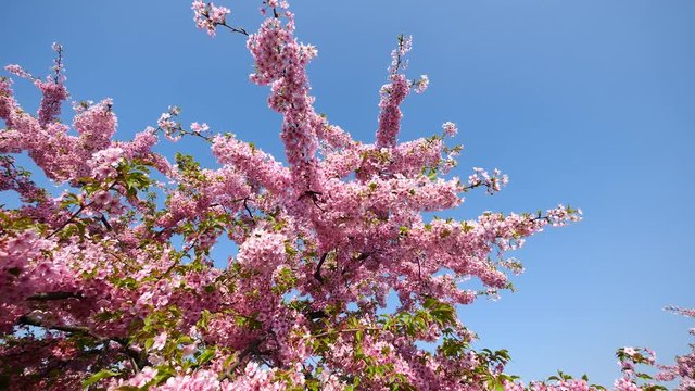 Flowers in spring series: Blossoms of Cherry flowers in small clusters on a cherry tree branch in breeze with blue sky background, 4K movie, slow motion.