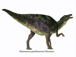 Obraz na płótnie Canvas Maiasaurus Dinosaur Tail with Font - Maiasaurus was a large herbivorous dinosaur that lived in Montana during the Cretaceous Period.