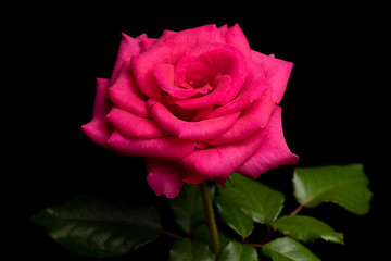 Fototapeta premium Single Pink Rose Flower isolated on Black Background